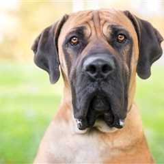 Dog Jowls: Everything You Need to Know