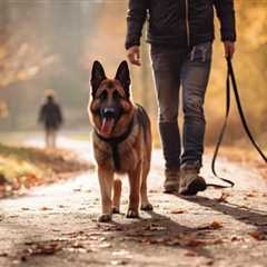Mastering Leash Discipline: Halt Canine Pulling in Its Tracks
