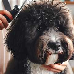 Stop Knots: Easy Care for Curly Canine Coats