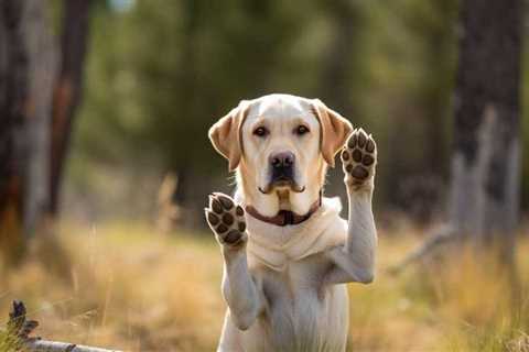 Mastering Canine Discipline: Teach Your Dog to Stay