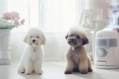 Do Hypoallergenic Dog Breeds Like Poodles and Shih Tzus Reduce Allergy Risk?