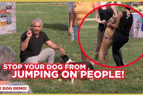 How To Stop Your Dog from Jumping on People w/ Cesar Millan!