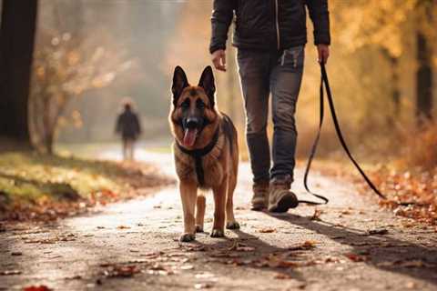 Mastering Leash Discipline: Halt Canine Pulling in Its Tracks