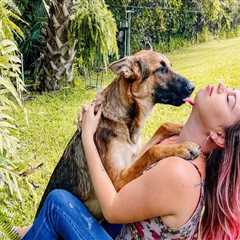 Lost Pets in Lee County, Florida? Here's What You Need to Know