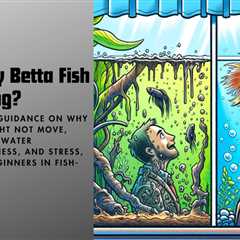 Unraveling the Mystery of a Motionless Betta – A Beginner’s Concern!