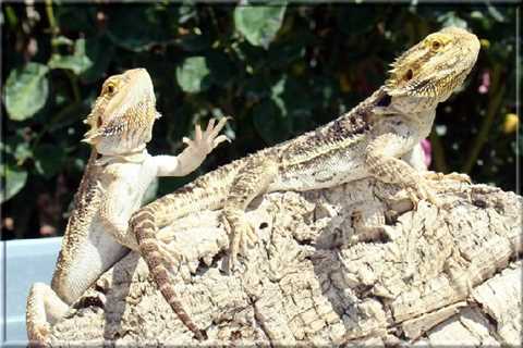 Herp Photo of the Day: Bearded Dragon