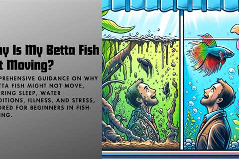 Unraveling the Mystery of a Motionless Betta – A Beginner’s Concern!