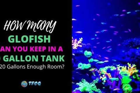 How Many Glofish In A 20 Gallon Tank