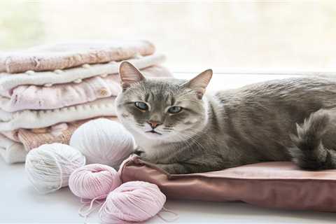 Chews for Cats: The Ultimate Supplies Guide!