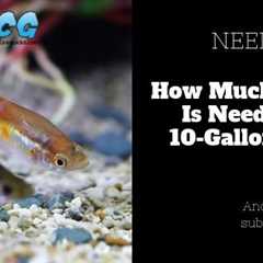 How Much Gravel For 10 Gallon Tank?