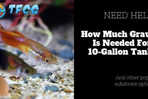 How Much Gravel For 10 Gallon Tank?