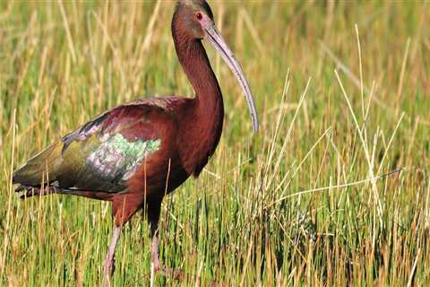 Discovering the Wildlife of Lubbock, Texas