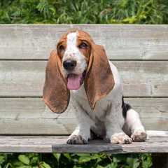 9 Best Puppy Dog Foods for Basset Hounds