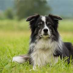 7 Strategies to Stop Your Border Collie’s Resource Guarding