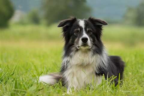 7 Strategies to Stop Your Border Collie’s Resource Guarding