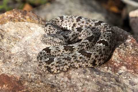 Herp Photo of the Day: Happy Rattlesnake Friday!