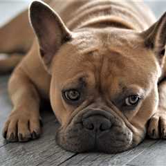 7 Strategies to Stop Your French Bulldog’s Resource Guarding
