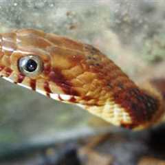 Herp Photo of the Day: Banded Water Snake