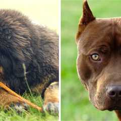 Tibetan Mastiff vs Pitbull: Which is a Better Pet for You?