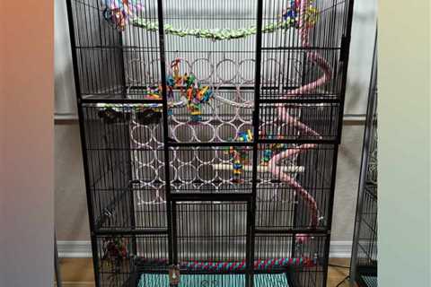 This Lovebird Mom’s Opinion of Birdcage Accessory Placement