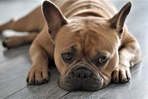 7 Strategies to Stop Your French Bulldog’s Resource Guarding