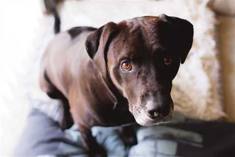 Why Is My Dog’s Poop White?