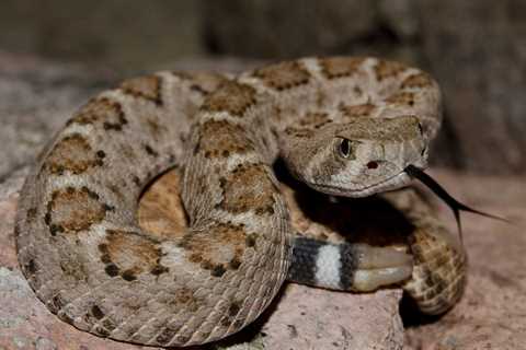 Herp Photo of the Day: Happy Rattlesnake Friday!