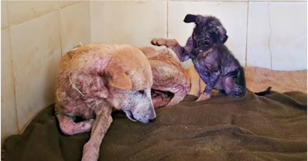 ‘Sickly’ Puppy Used All She Had To Sit Up And Tell Mom It Would Be All Right