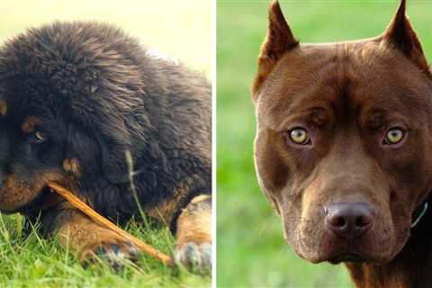 Tibetan Mastiff vs Pitbull: Which is a Better Pet for You?