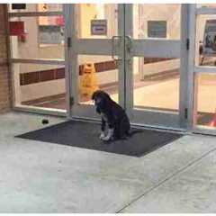 Stray Dog ‘Mysteriously Appeared At School Every Morning, So A Teacher Gets Involved