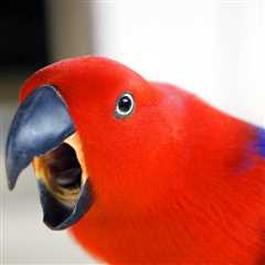 Understanding Parrot Behavior: Decoding Squawks and Screeches