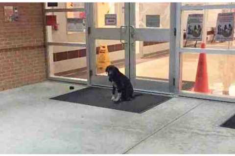 Stray Dog ‘Mysteriously Appeared At School Every Morning, So A Teacher Gets Involved