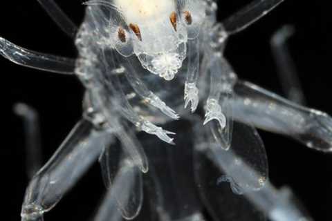 Monday Archives: Stunning imagery of pelagic mesoplankton