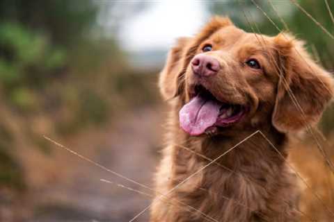 Best Hemp Oil for Dogs with Arthritis: 6 Products To Help Relieve Joint Pain in Your Pup