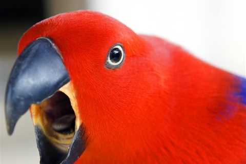 Understanding Parrot Behavior: Decoding Squawks and Screeches