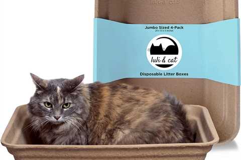 Luli & Cat: Jumbo Sized Convenience Unleashed — Review