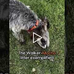 Announcing another Flatbrooks Walker litter #WPG #wirehairedpointinggriffon #griffon #puppies