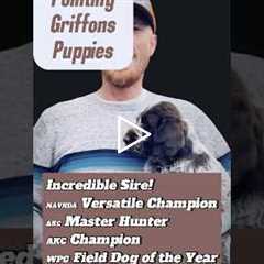 SOLD Ms. Brown 8-week old #wirehairedpointinggriffon #griffon #puppy #montana #birddog