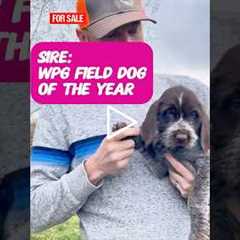 FOR SALE Ms. Pink 8-week old #wirehairedpointinggriffon #griffon #puppy #montana #birddog