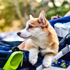 Dog Stroller Blog | Tips, Reviews & Guides | DogStroller.uk