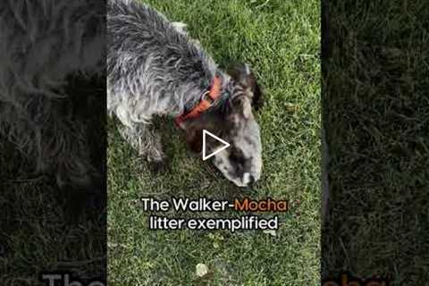Announcing another Flatbrooks Walker litter #WPG #wirehairedpointinggriffon #griffon #puppies