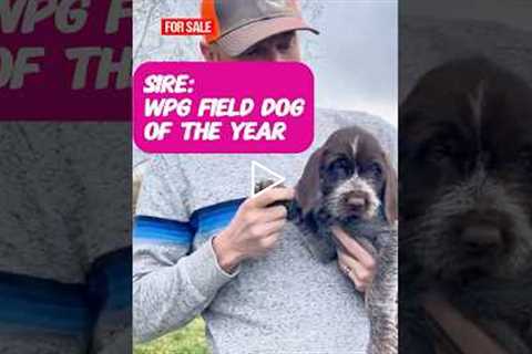 FOR SALE Ms. Pink 8-week old #wirehairedpointinggriffon #griffon #puppy #montana #birddog