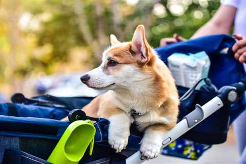 Dog Stroller Blog | Tips, Reviews & Guides | DogStroller.uk