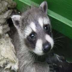 The Importance of Animal Welfare in Calvert County, MD