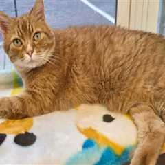 Improving Animal Welfare in Calvert County, MD: A Call to Action