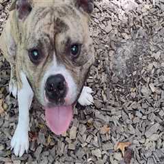 The Impact of Spaying and Neutering on Animal Welfare in Calvert County, MD