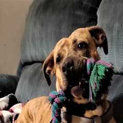 Animal Welfare in Calvert County, MD: Addressing the Prevalent Issues