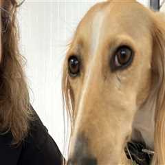 Animal Welfare in Calvert County, MD: A Comparative Analysis - An Expert's Perspective