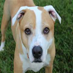 The Future of Animal Welfare in Calvert County, MD