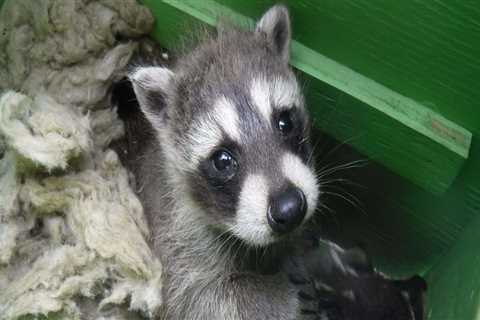 The Importance of Animal Welfare in Calvert County, MD